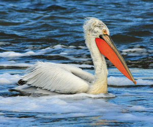 Хотон (Борцгор хотон)